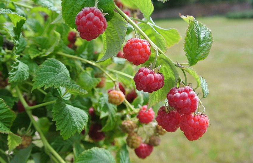 Малина Рубі Б'юті Малина Рубі Б'юті