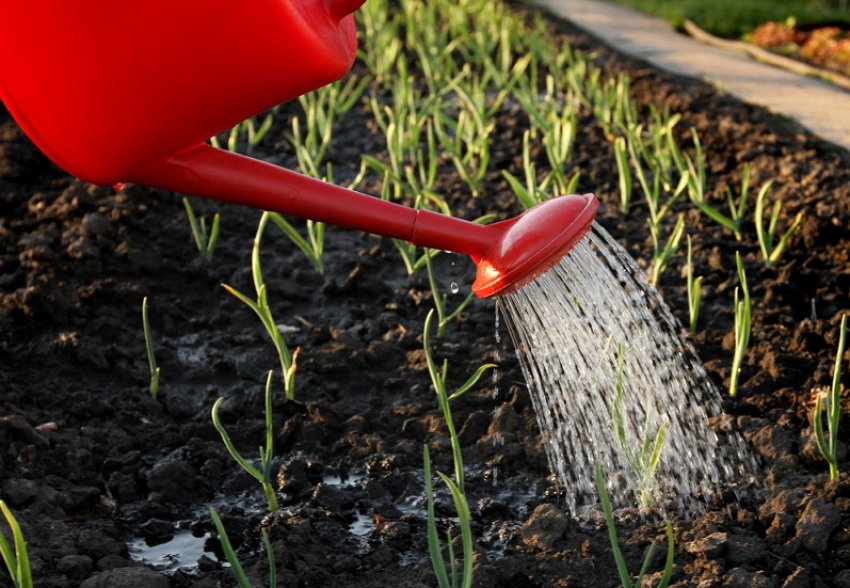 Полив часнику Полив часнику