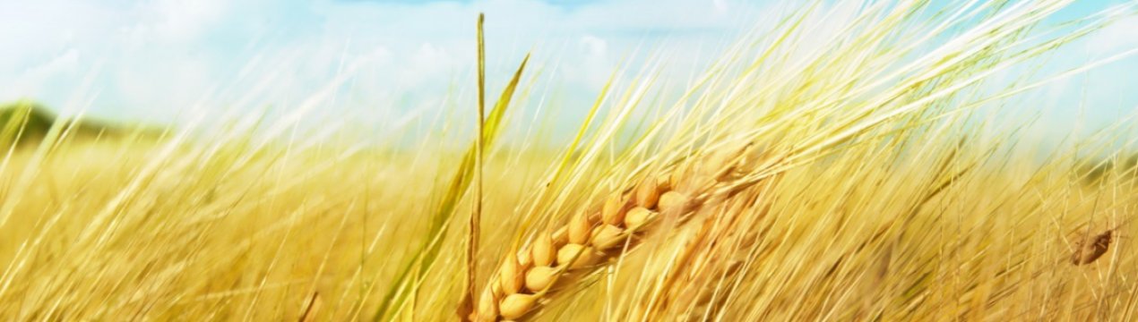 У Тунісі чекають на хороший врожай зернових