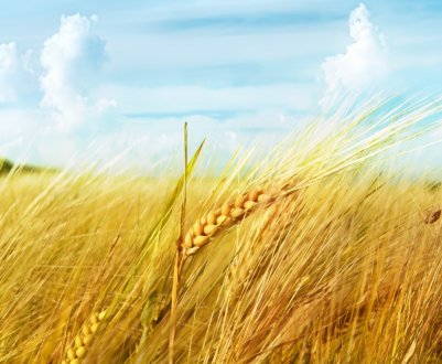 У Тунісі чекають на хороший врожай зернових