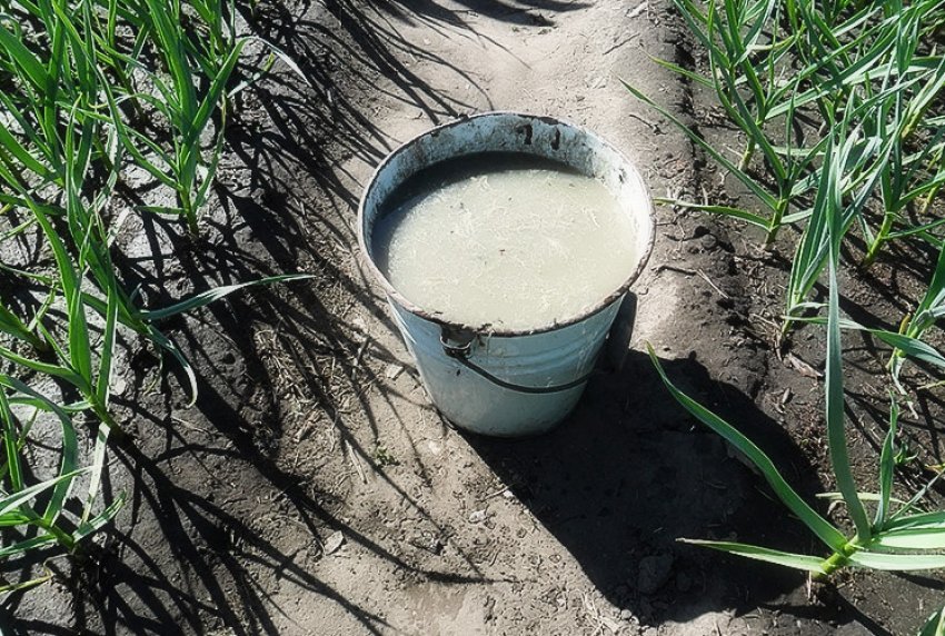 Органічне підживлення часнику Органічне підживлення часнику