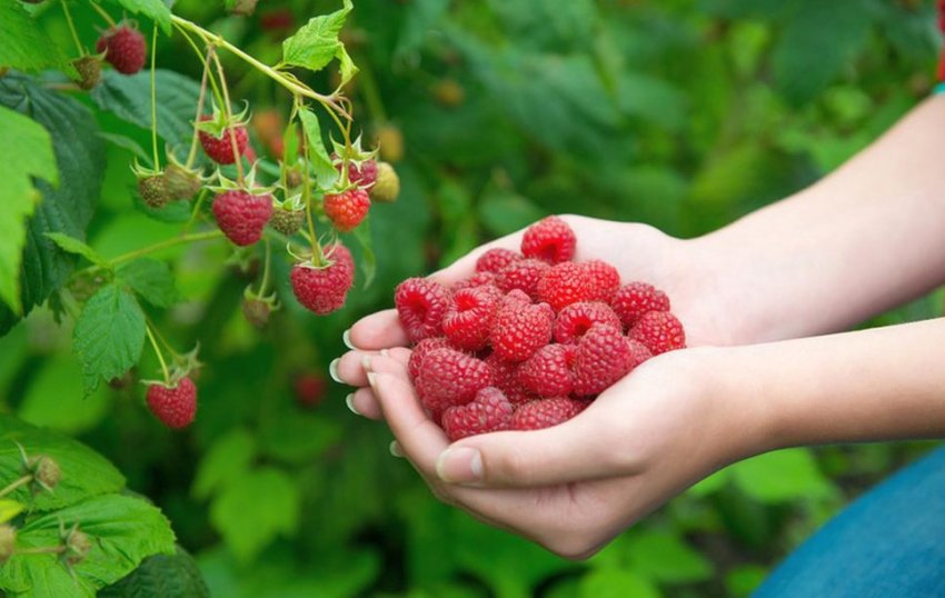 Збирання врожаю малини Збирання врожаю малини