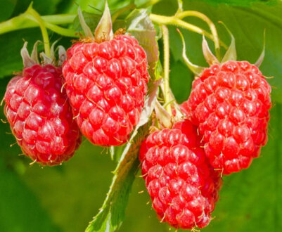 Ремонтантна Малина: кращі сорти, характеристика, врожайність, властивості