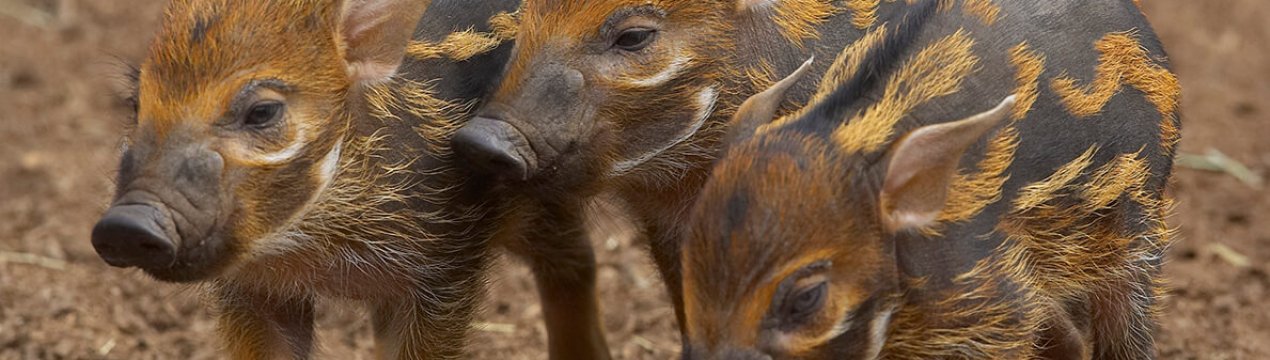 Королівство Eswatini забороняє імпорт живих свиней з країн, уражених АЧС