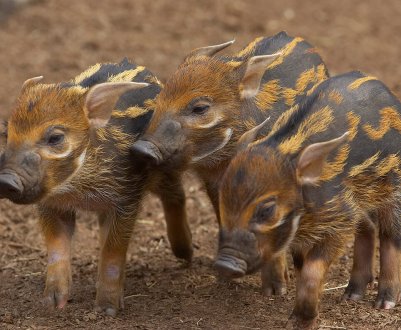Королівство Eswatini забороняє імпорт живих свиней з країн, уражених АЧС