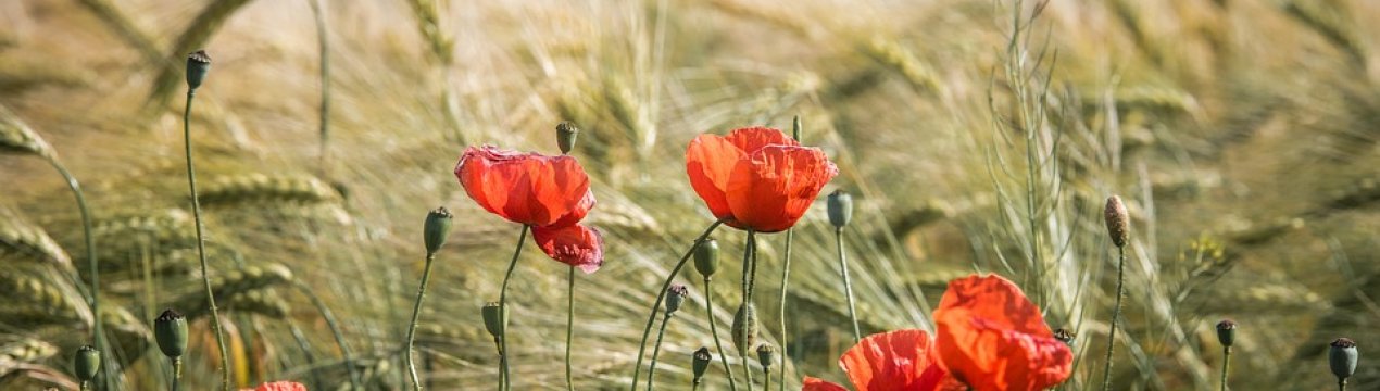 Іранці будуть створювати сільгосппідприємства в Одеській області