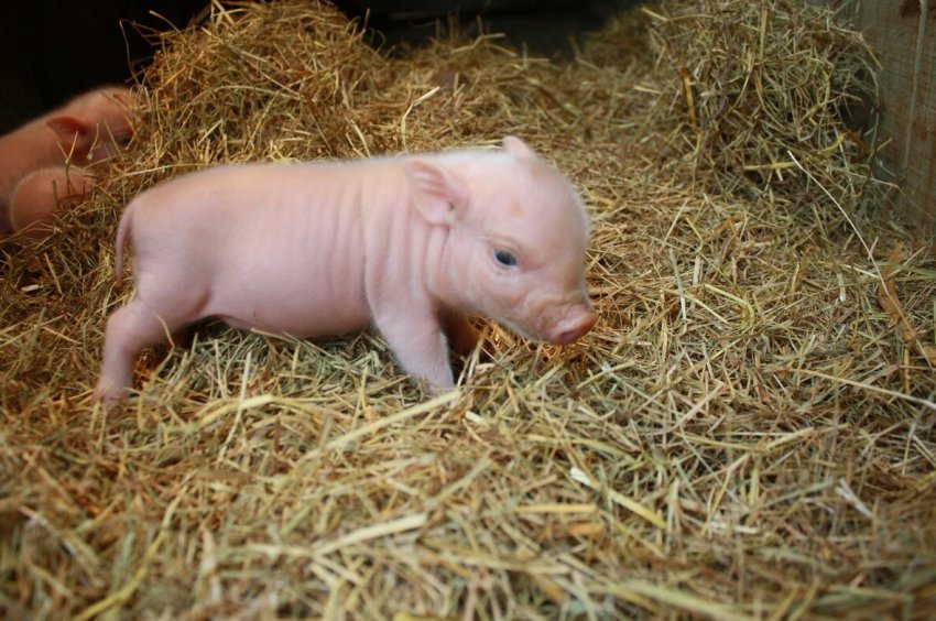Королівство Eswatini забороняє імпорт живих свиней з країн, уражених АЧС
