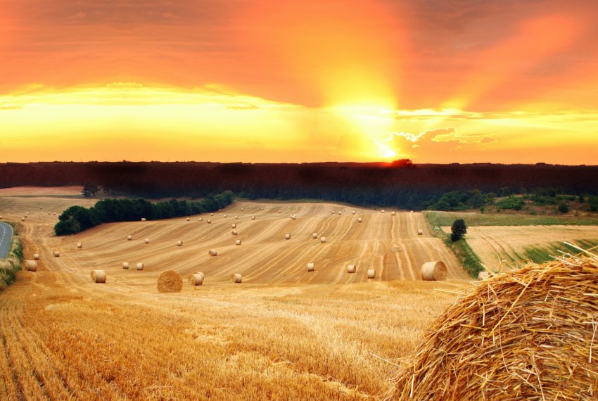 Іранці будуть створювати сільгосппідприємства в Одеській області Іранці будуть створювати сільгосппідприємства в Одеській області