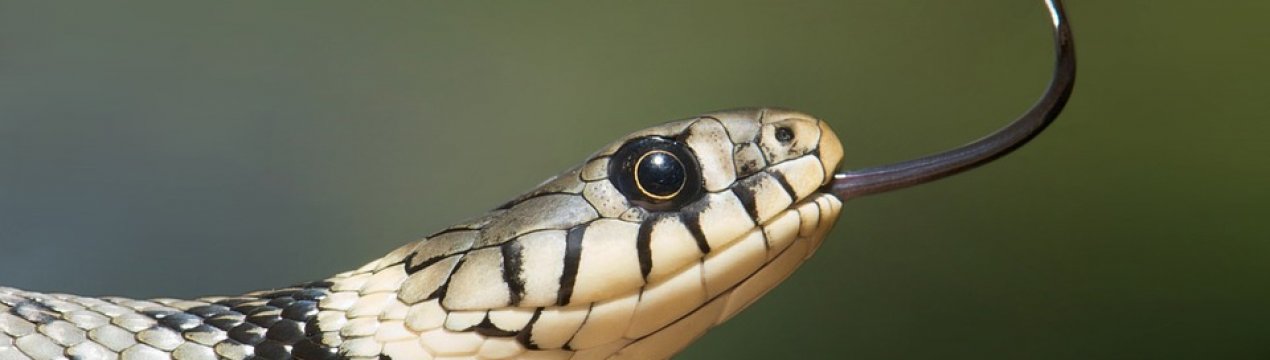 Перша зміїна ферма відкрилася в Україні