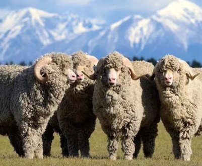Мериносові вівці: переваги породи, догляд, цінність вовни