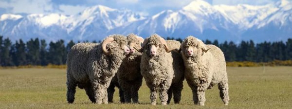 Австралийская порода овец