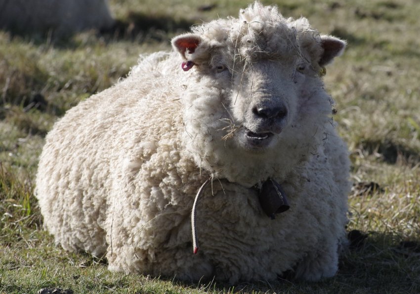 Австралійський Меринос