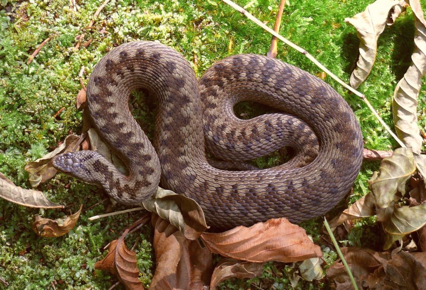 Перша зміїна ферма відкрилася в Україні