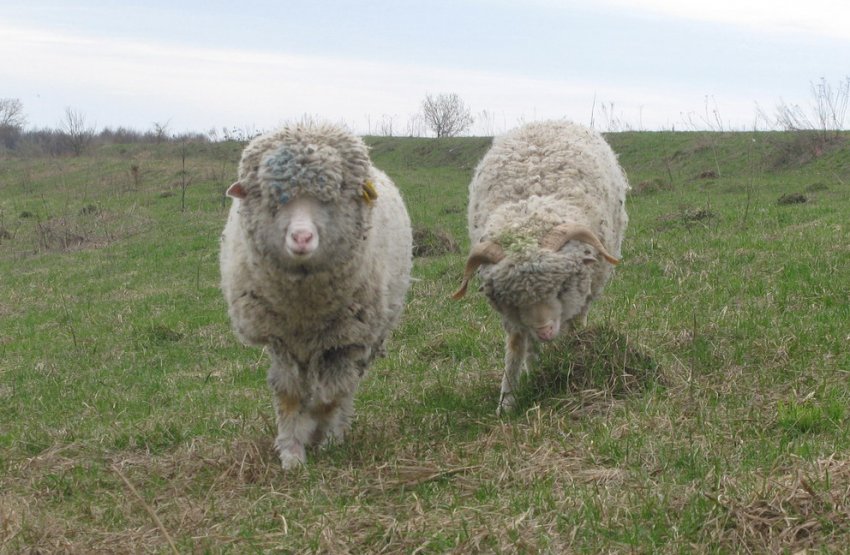 Меринос Електораль