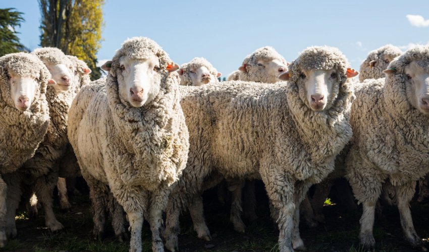 Мазаївська порода овець