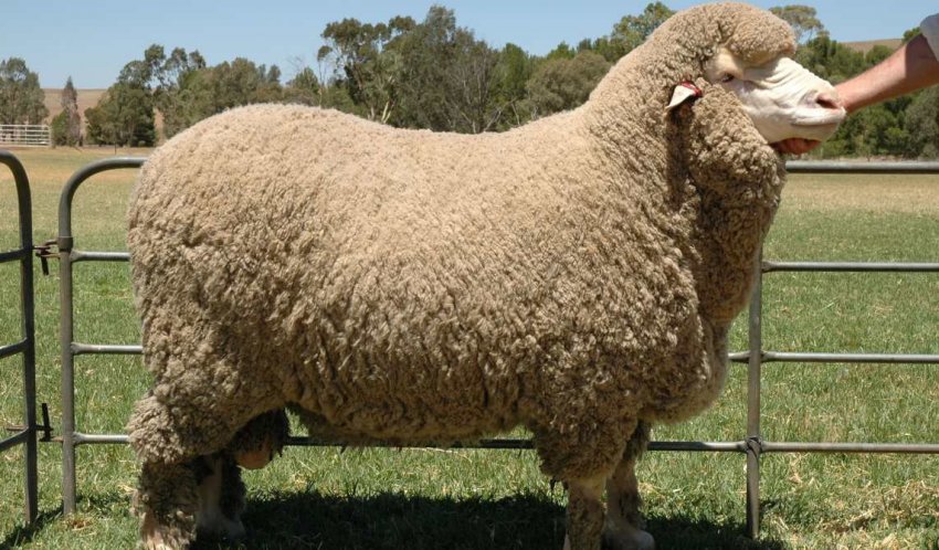 Радянський меринос