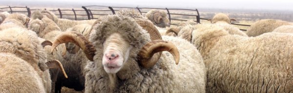 Полутонкорунные овцы отличительные особенности полутонкорунных пород
