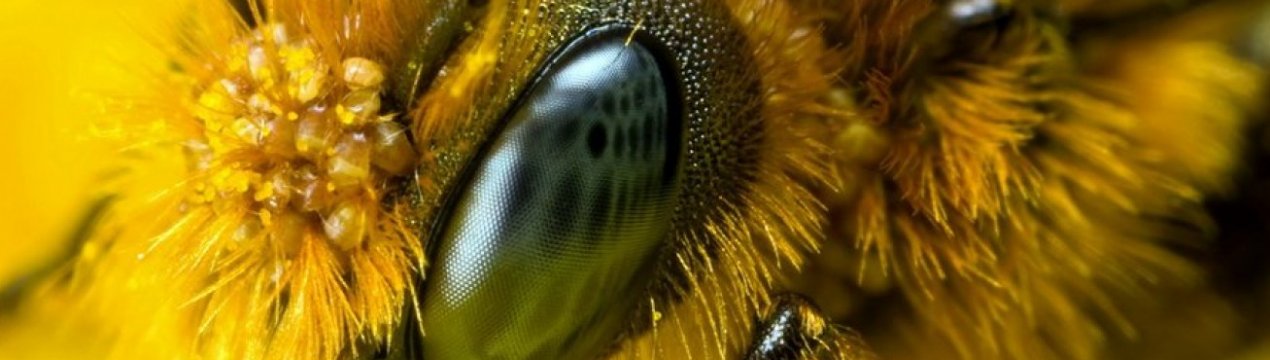 Єврокомісія збільшує підтримку сектора бджільництва