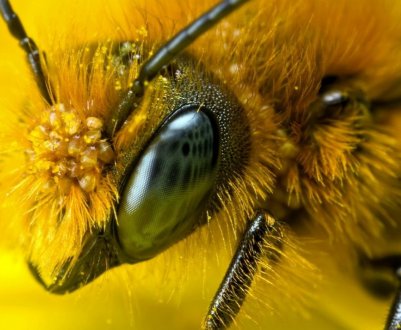 Єврокомісія збільшує підтримку сектора бджільництва 