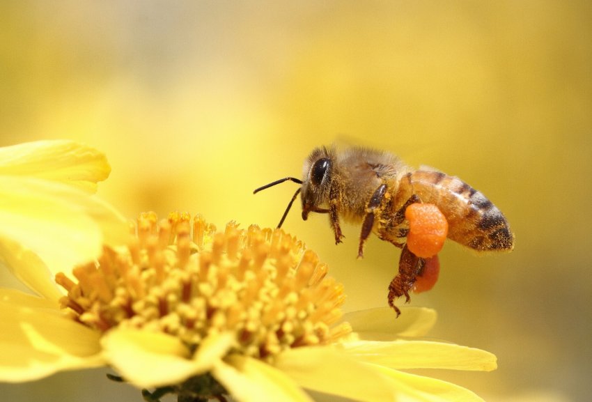 Єврокомісія збільшує підтримку сектора бджільництва Єврокомісія збільшує підтримку сектора бджільництва