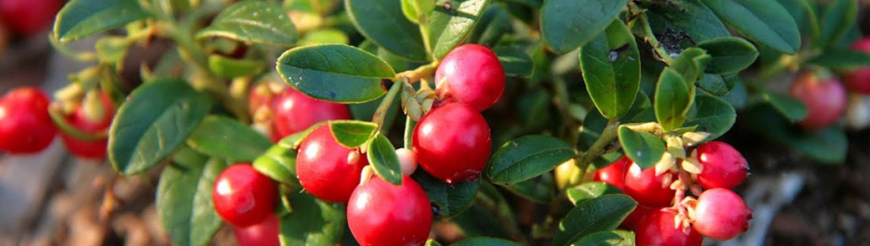 Чи можна вживати брусницю при вагітності