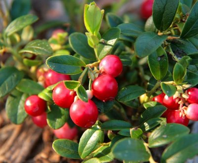 Чи можна вживати брусницю при вагітності