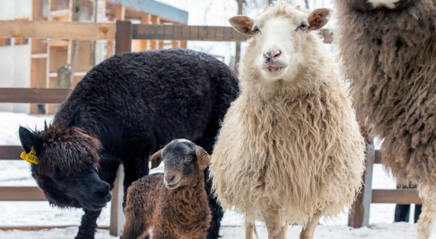 Овечка Казахська