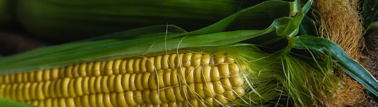 В Індії через відсутність мусонних дощів затрималася посівна