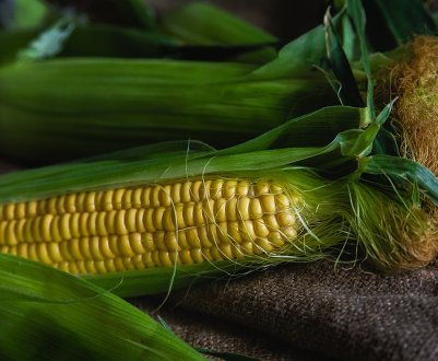 В Індії через відсутність мусонних дощів затрималася посівна