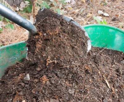 Грунт для малини: склад, особливість підготовки землі для гарного росту і врожайності