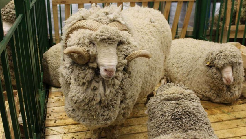 Австралійський меринос