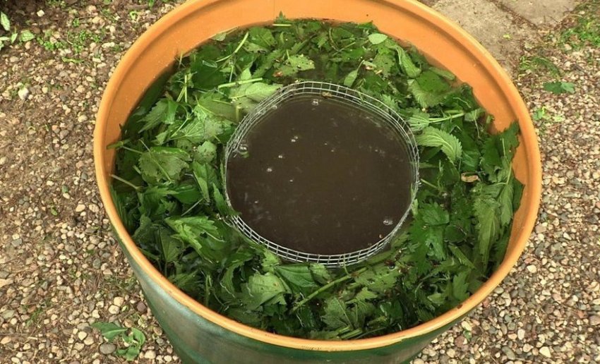 Добриво настоєм кропиви Добриво настоєм кропиви