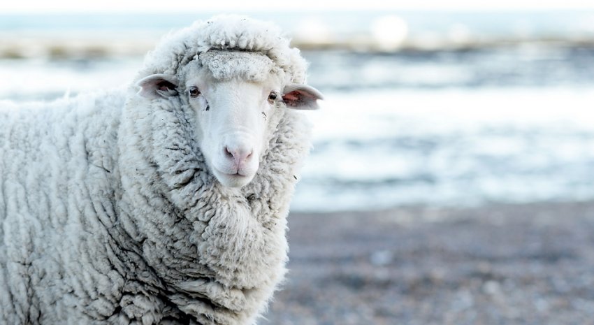 Сальська овечка