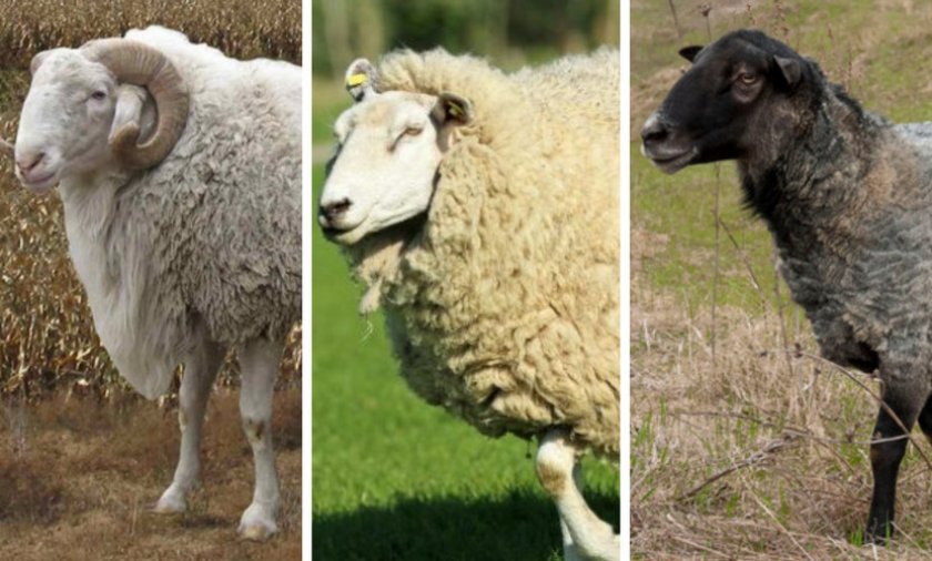 Бараны содержание и кормление. Особенности содержания и выращивания овец в домашних условиях