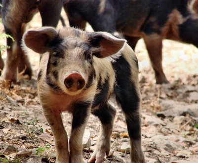 KSG Agro планує збільшити поголів'я свиней до 100 тисяч голів