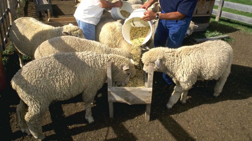 Харчування овець