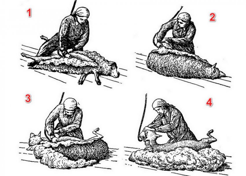 Стрижка овець