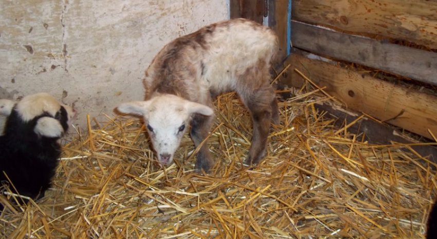 Новонароджені ягнята