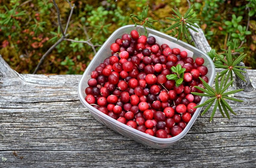 Брусниця Брусниця