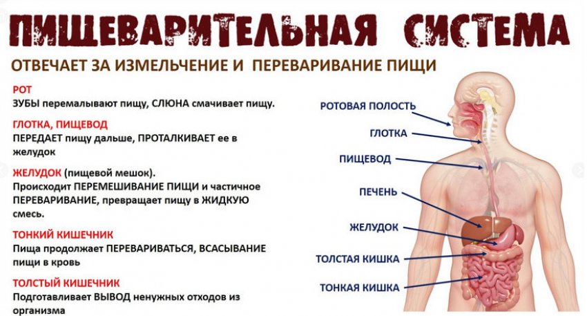 Травна система Травна система