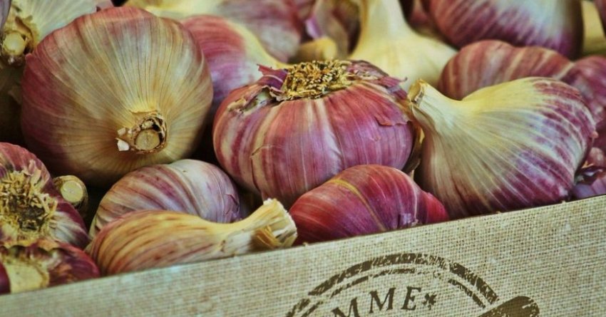 Урожай часнику Урожай часнику