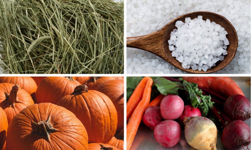 Раціон харчування овець