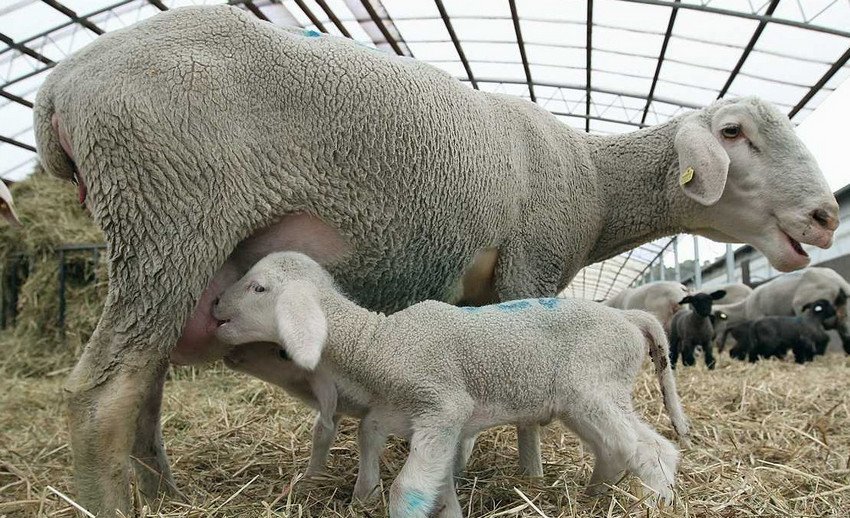 Вівця з ягням