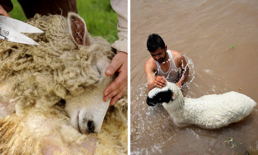 Стрижка та купання овець