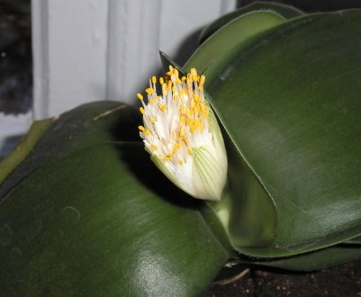 Гемантус білоквітковий: опис, особливості догляду в домашніх умовах