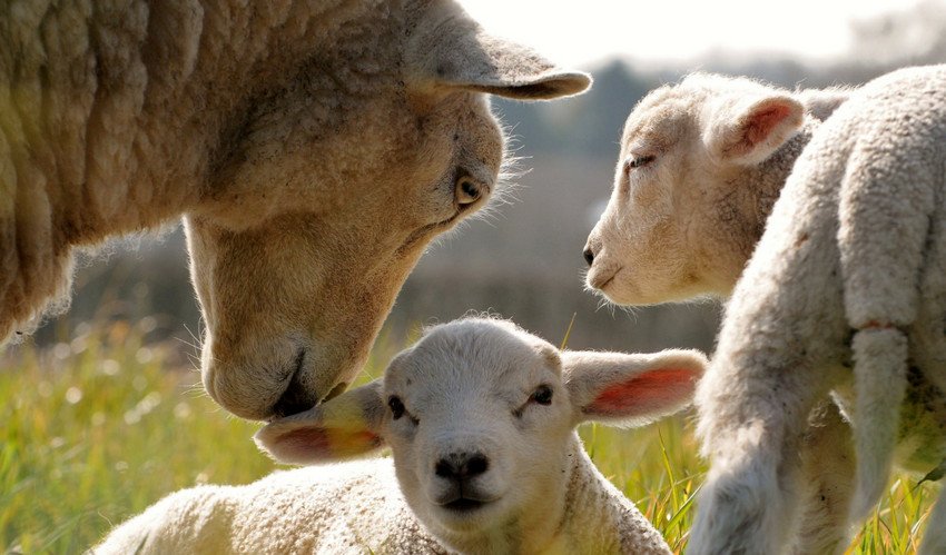 Вівця з ягнятами