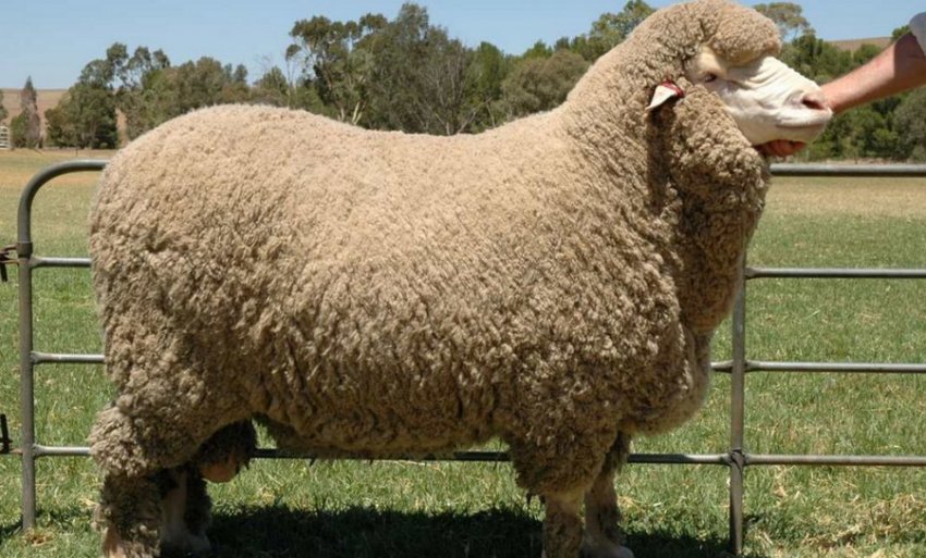 Радянський меринос Радянський меринос