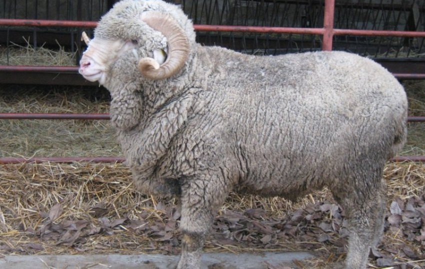 Асканійські мериноси Асканійські мериноси