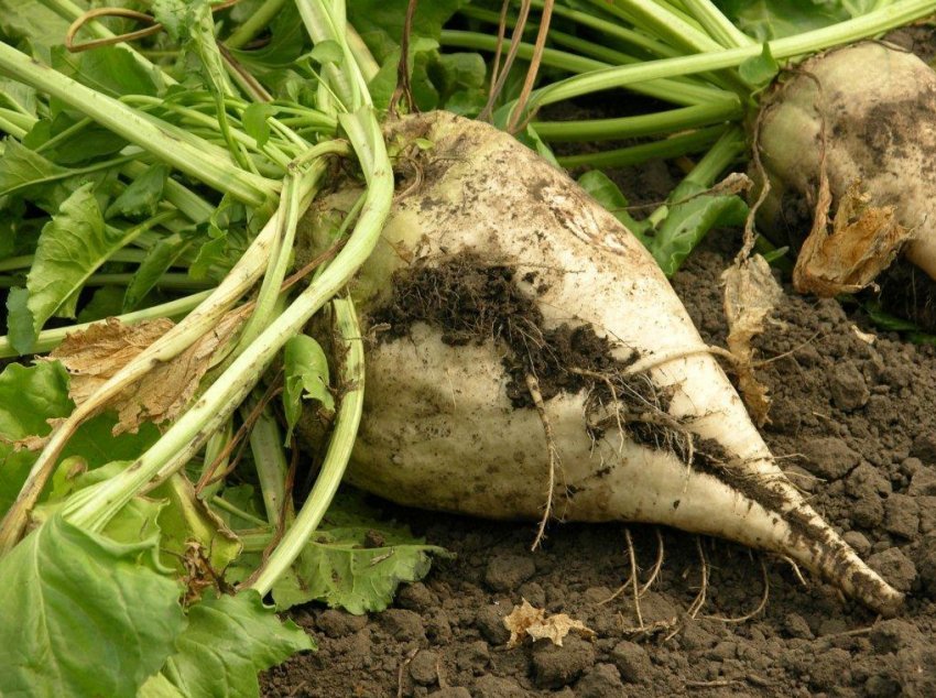 В Європі припинені продажу ключового афицида В Європі припинені продажу ключового афицида