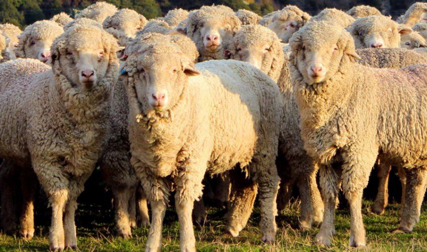 Алтайська порода овець Алтайська порода овець